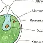 Строение Хламидомонады Рисунок