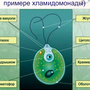 Строение Хламидомонады Рисунок