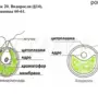 Строение хламидомонады рисунок
