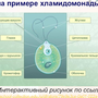 Строение Хламидомонады Рисунок