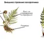 Строение Папоротника Рисунок