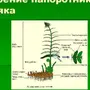 Строение Папоротника Рисунок