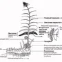 Строение Папоротника Рисунок