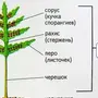 Строение папоротника рисунок