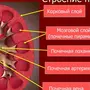 Система органов мочевыделения рисунок 8 класс биология