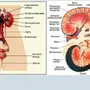 Система органов мочевыделения рисунок 8 класс биология