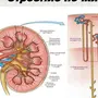 Система органов мочевыделения рисунок 8 класс биология