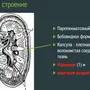 Система органов мочевыделения рисунок 8 класс биология