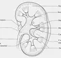 Система Органов Мочевыделения Рисунок 8 Класс Биология