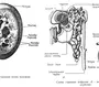 Строение нефрона рисунок