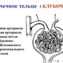 Строение нефрона рисунок