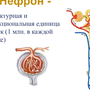 Строение нефрона рисунок