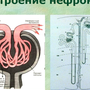 Строение нефрона рисунок