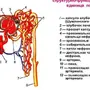 Строение Нефрона Рисунок