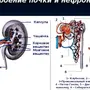 Строение Нефрона Рисунок