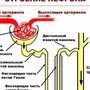 Строение нефрона рисунок