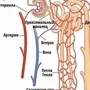 Строение нефрона рисунок