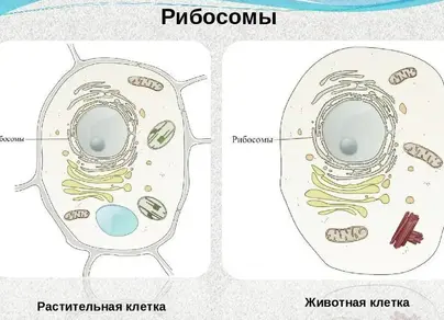 Рисунок растительной клетки