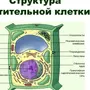 Рисунок растительной клетки