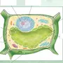 Рисунок Растительной Клетки