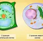 Рисунок растительной клетки