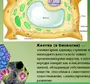 Рисунок растительной клетки