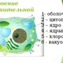 Рисунок Растительной Клетки