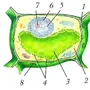Рисунок растительной клетки