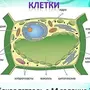 Рисунок Растительной Клетки