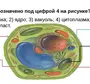 Рисунок Растительной Клетки