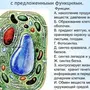 Рисунок растительной клетки