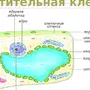 Рисунок Растительной Клетки