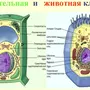 Рисунок растительной клетки