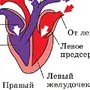 Сердце млекопитающих рисунок