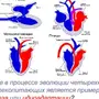 Сердце Млекопитающих Рисунок