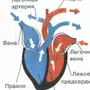 Сердце Млекопитающих Рисунок