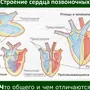 Сердце млекопитающих рисунок