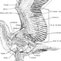 Скелет птицы рисунок