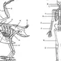 Скелет птицы рисунок