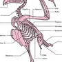 Скелет птицы рисунок