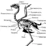 Скелет птицы рисунок