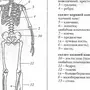 Строение человека рисунок