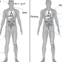 Строение человека рисунок