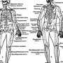 Строение человека рисунок