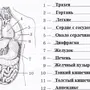 Строение человека рисунок