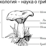 Строение шляпочного гриба рисунок схема