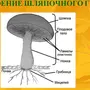 Строение шляпочного гриба рисунок схема