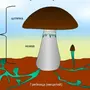 Строение шляпочного гриба рисунок схема