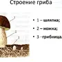 Строение шляпочного гриба рисунок схема