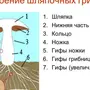 Строение шляпочного гриба рисунок схема